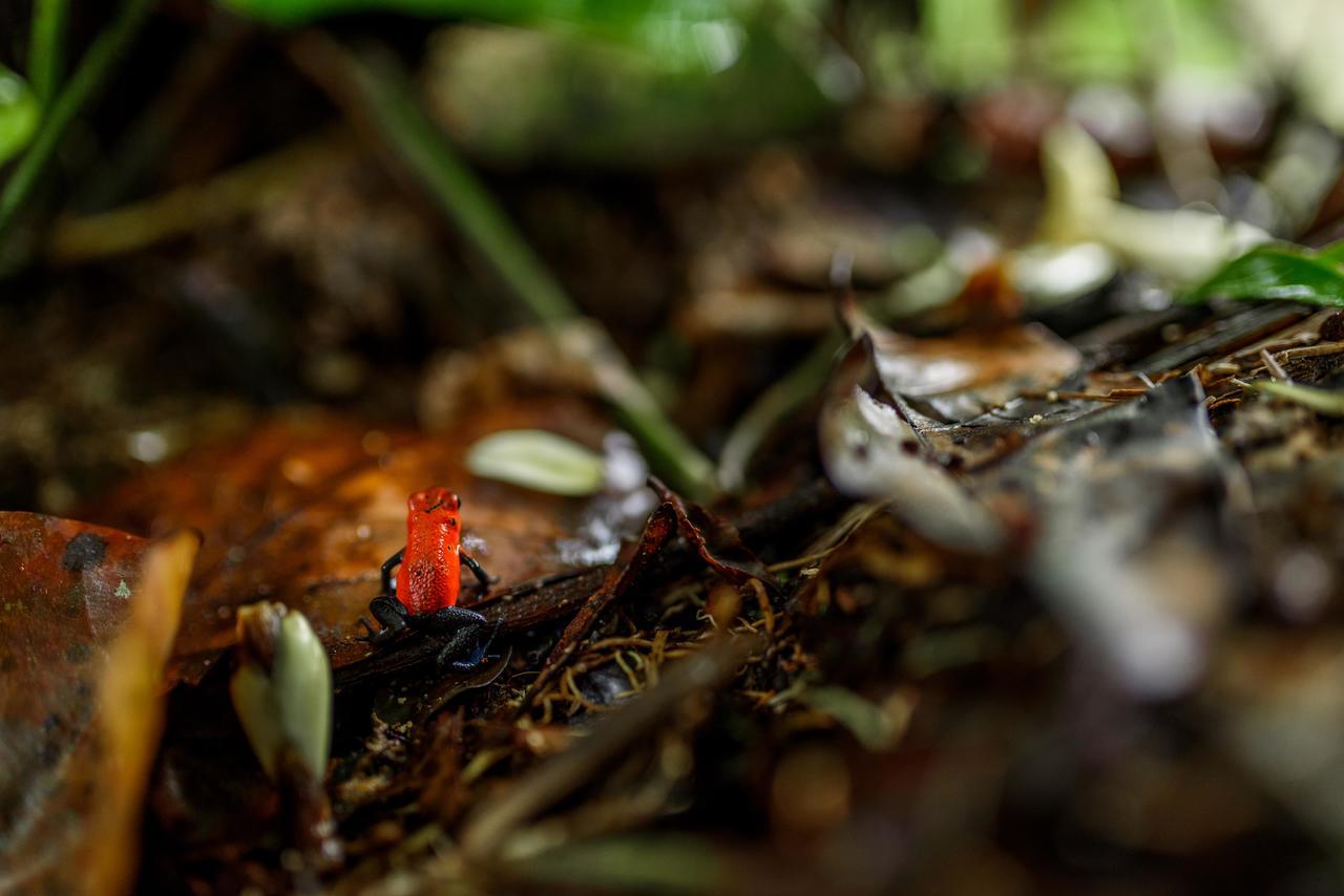 Volcano Gold Loft La Fortuna المظهر الخارجي الصورة